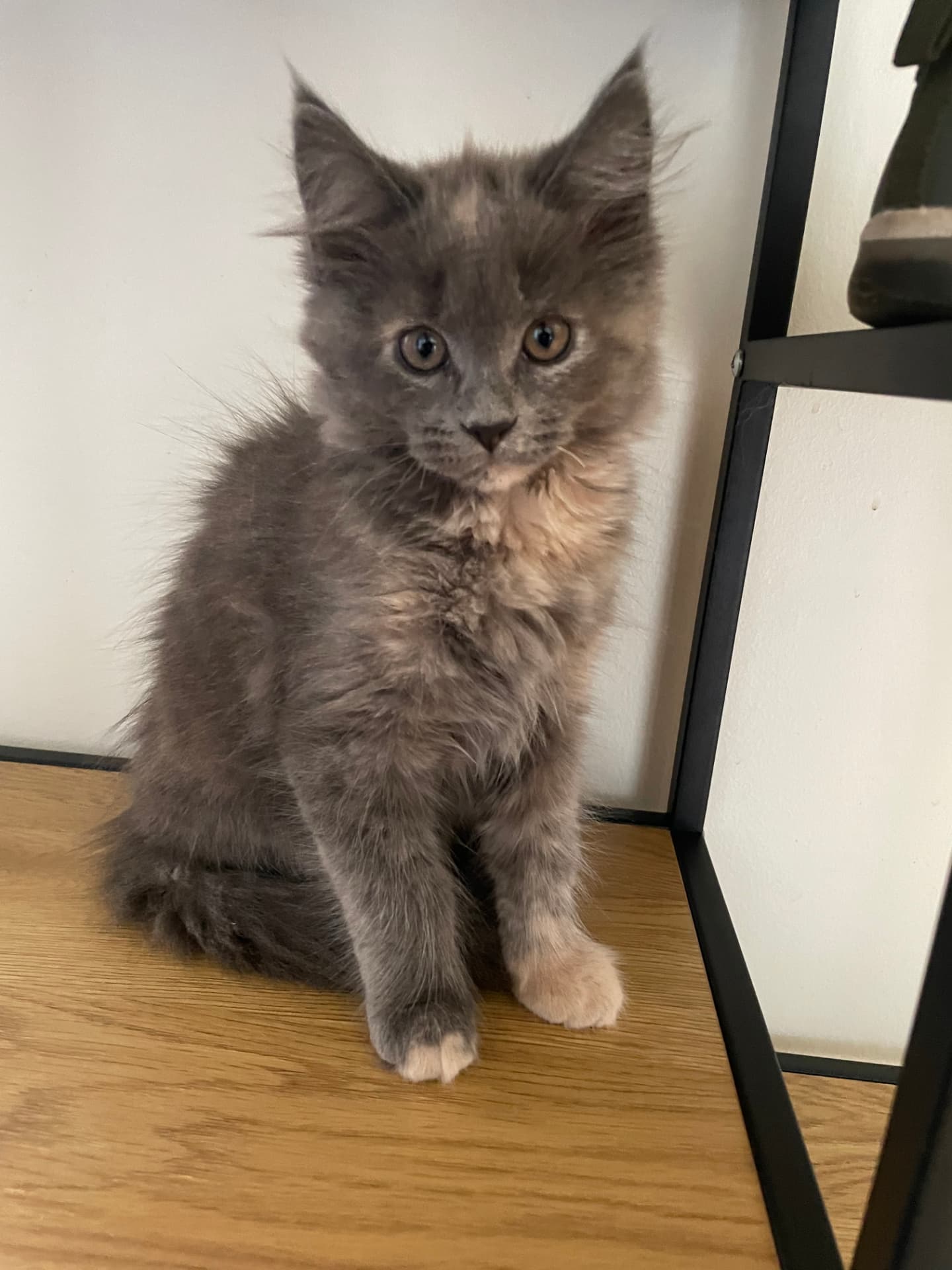 Blå Maine Coon-kattunge sittande vid klösträdet