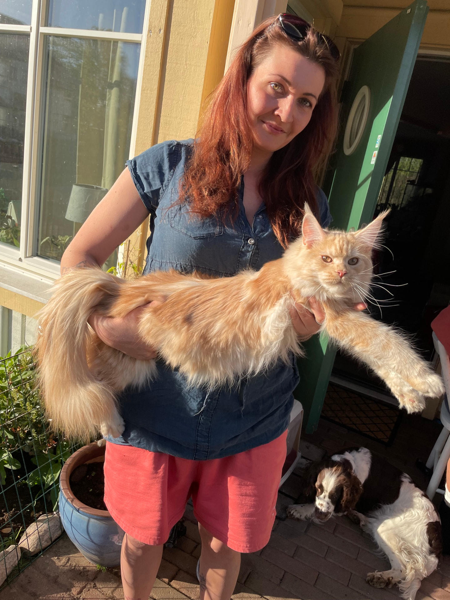 Vuxen röd Maine Coon-hane i famnen