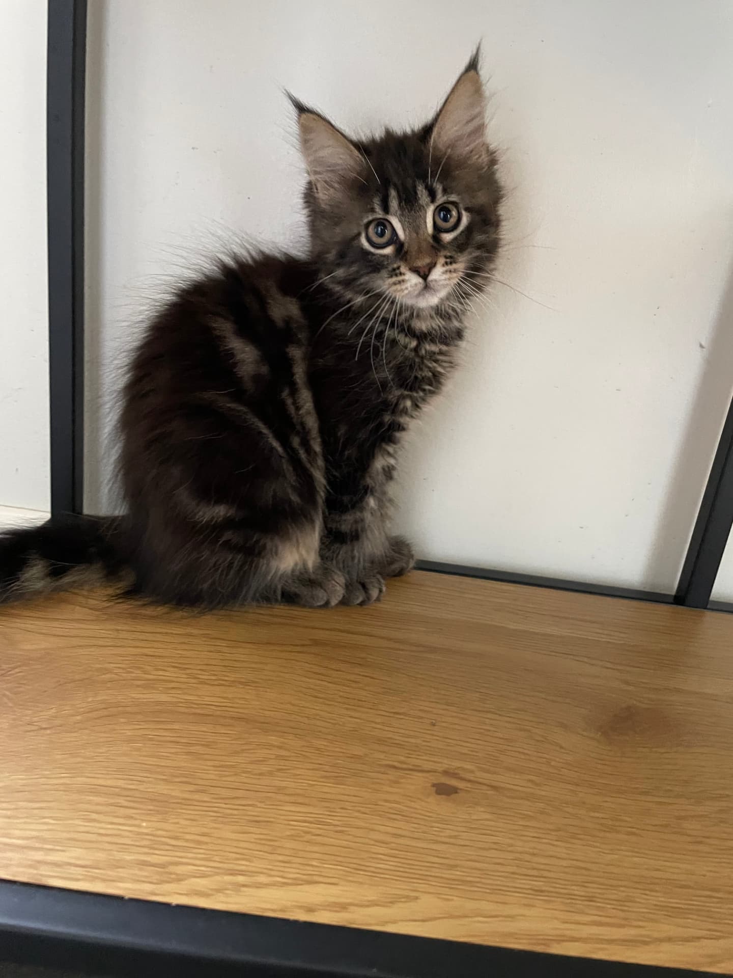 Brun tabby Maine Coon-kattunge på en hylla