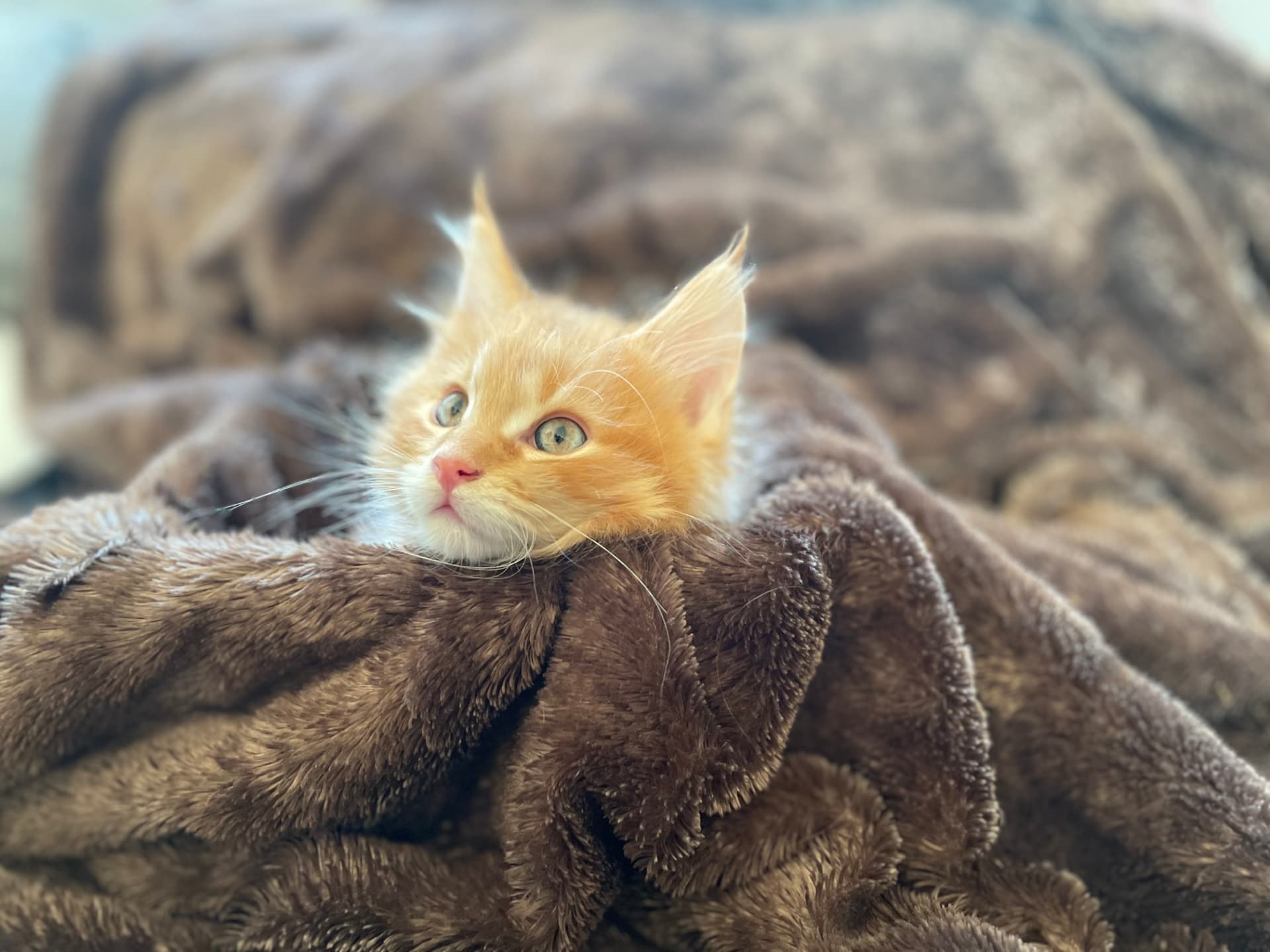Röd Maine Coon-kattunge med gröna ögon på filt