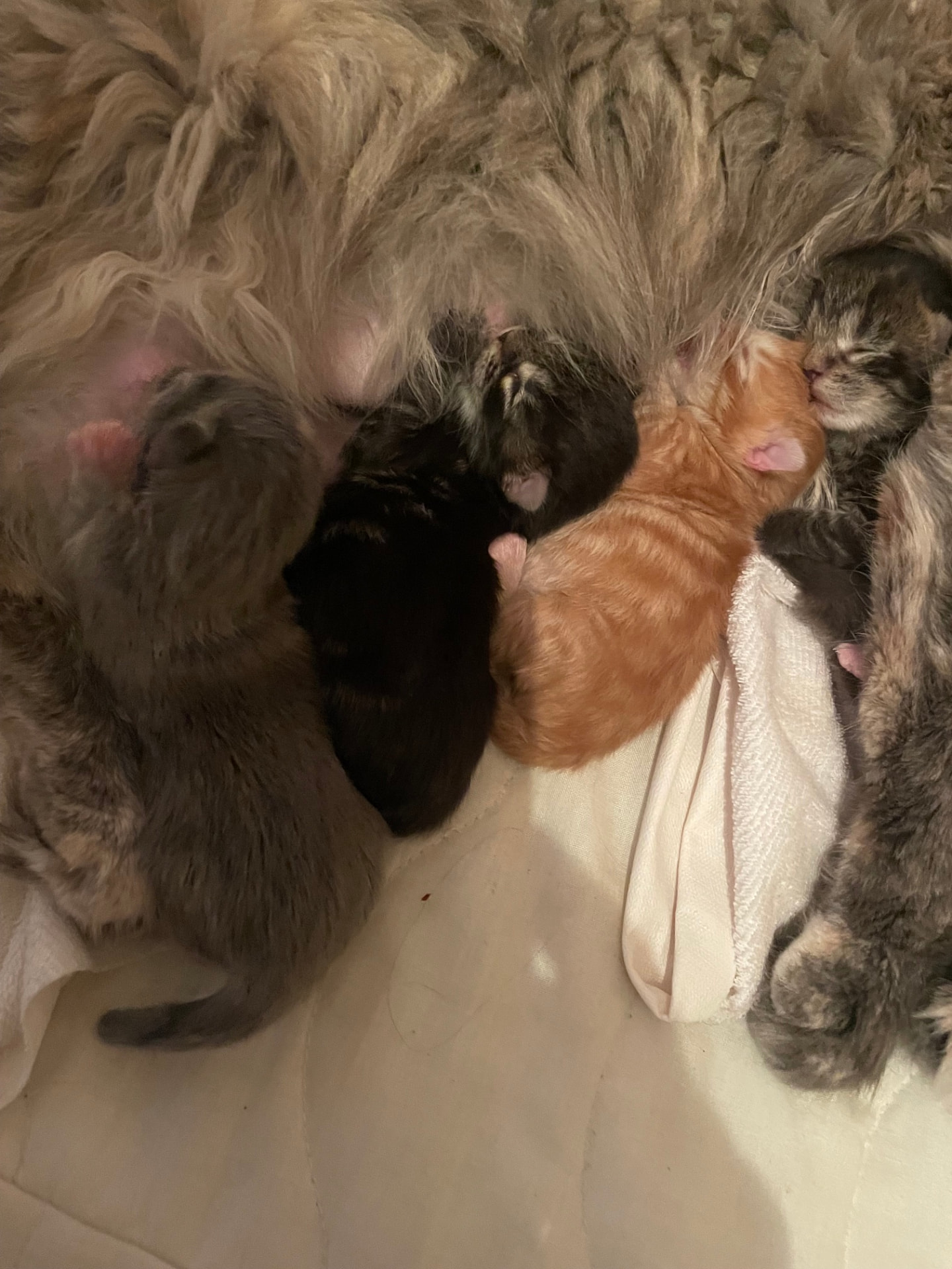 Nyfödda Maine Coon-kattungar hos mamman