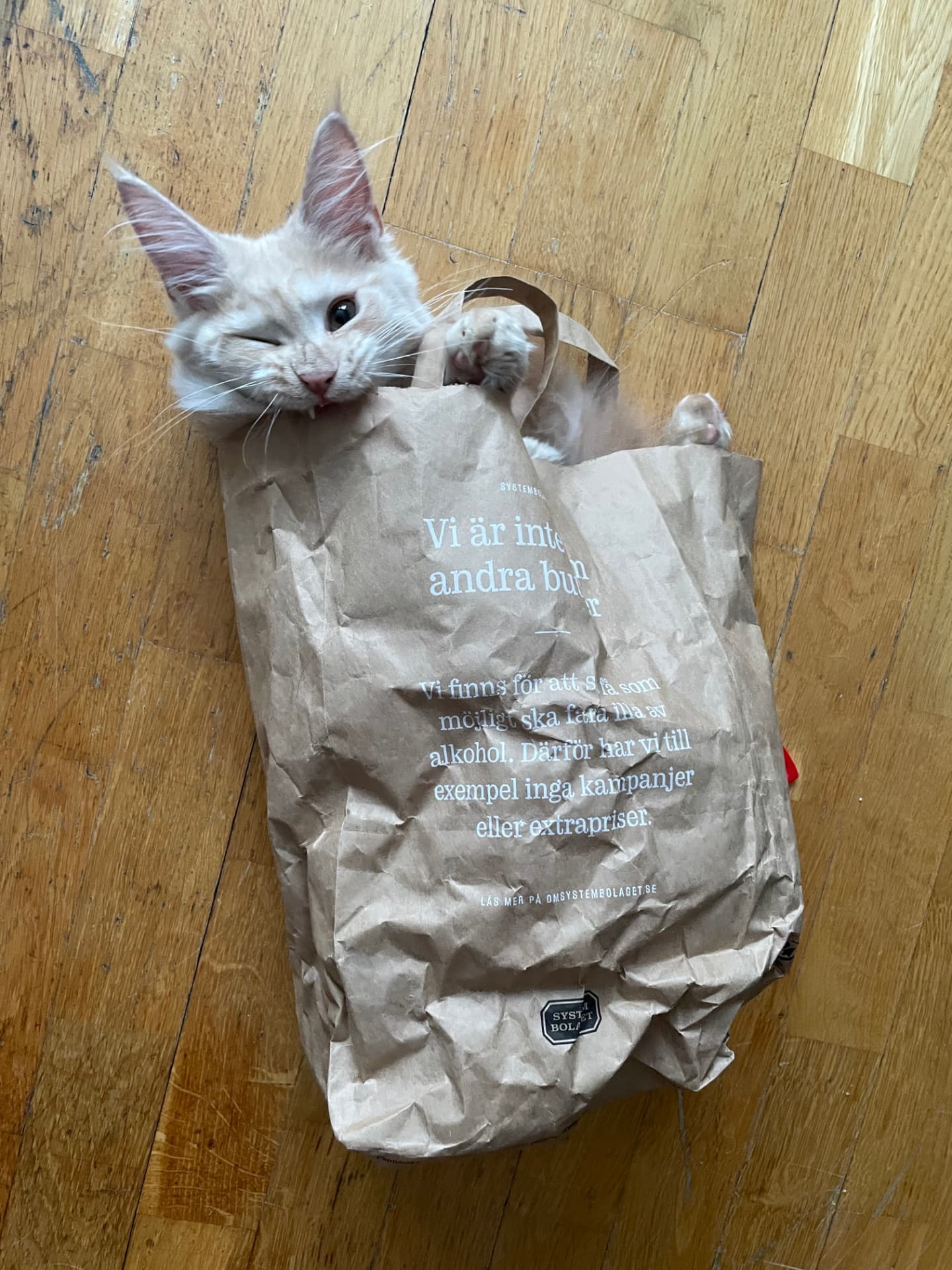 Vit Maine Coon-kattunge i en papperspåse