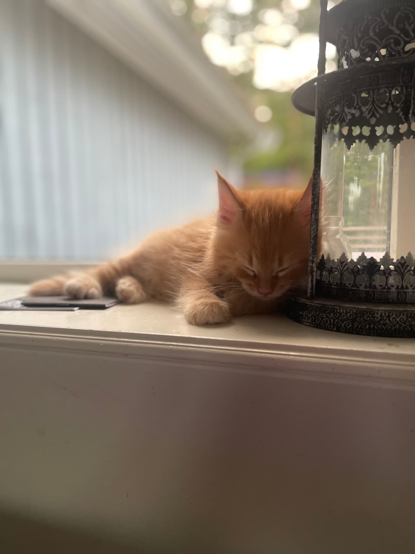 Röd Maine Coon-kattunge som sover i fönstret