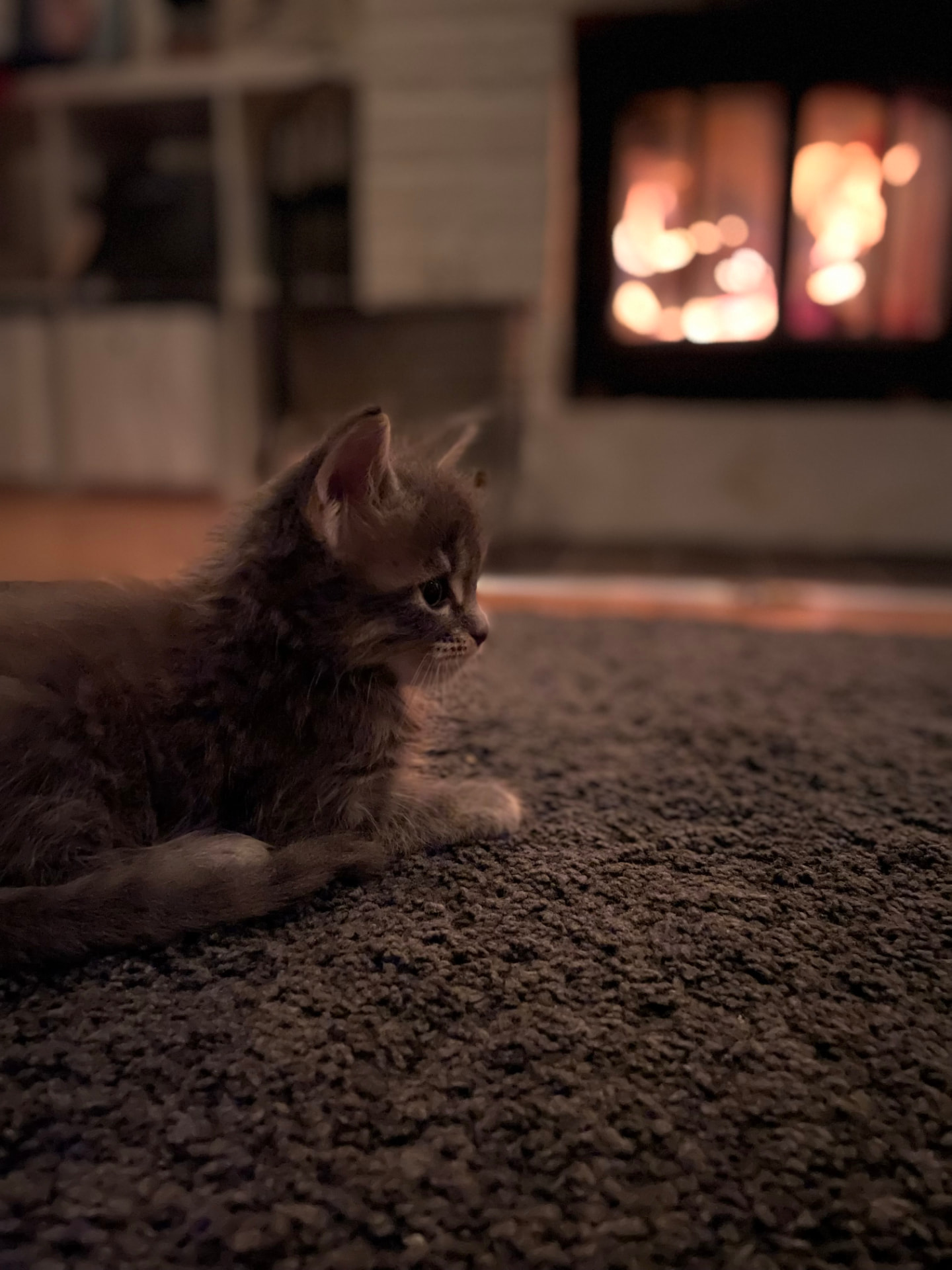Kattunge som vilar framför en varm brasa i hemmet