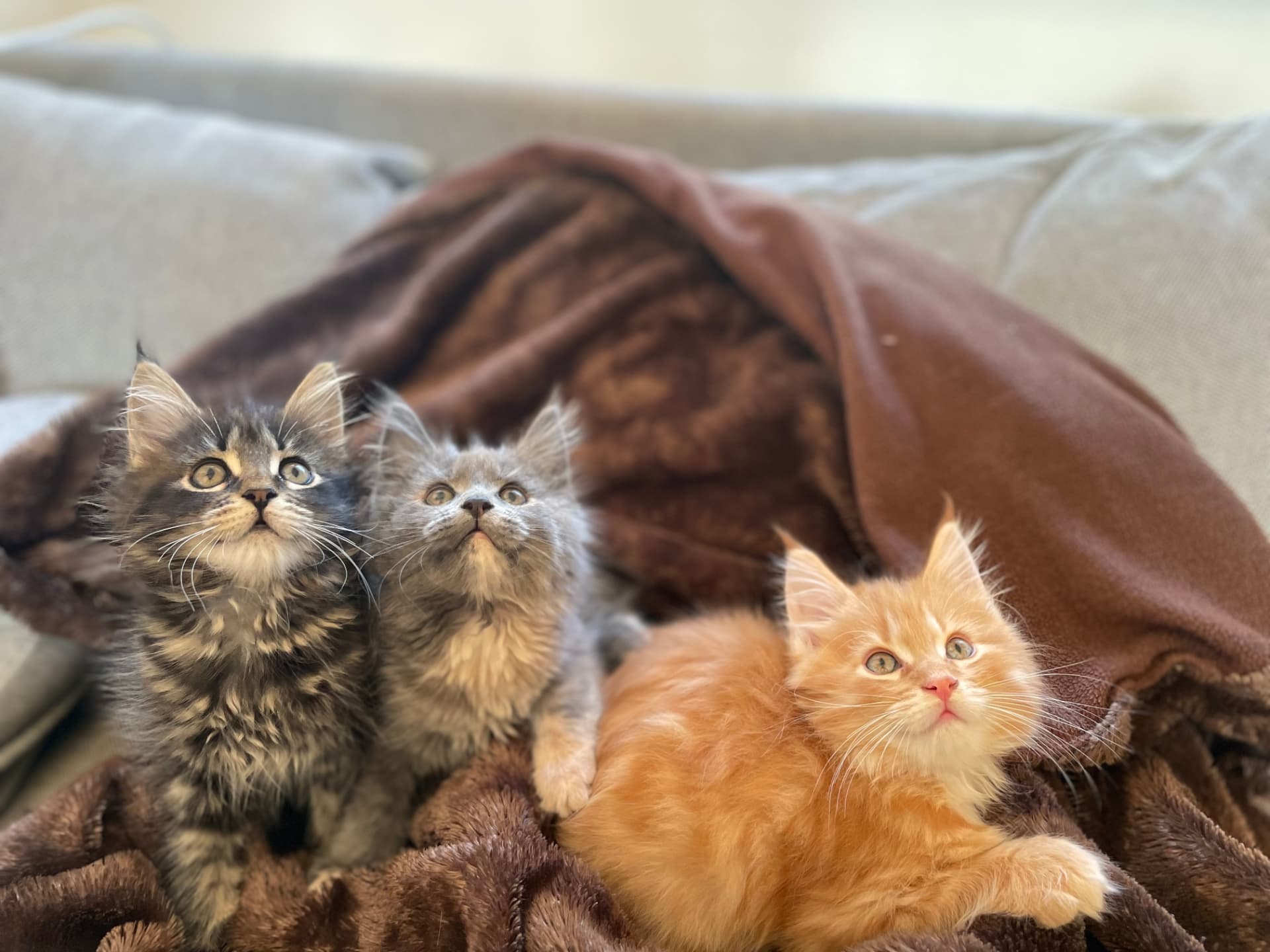 Tre Maine Coon-kattungar på en brun filt